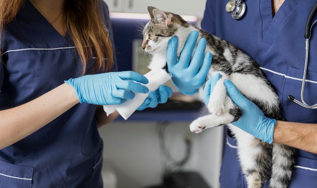 Foto de dos veterinarios sosteniendo un gato